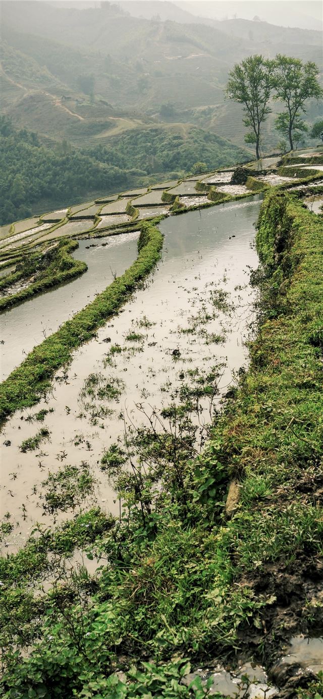 1125x2436 Rice Terraces of Vietnam - rice terraces of vietnam iPhone 11 Wallpaper