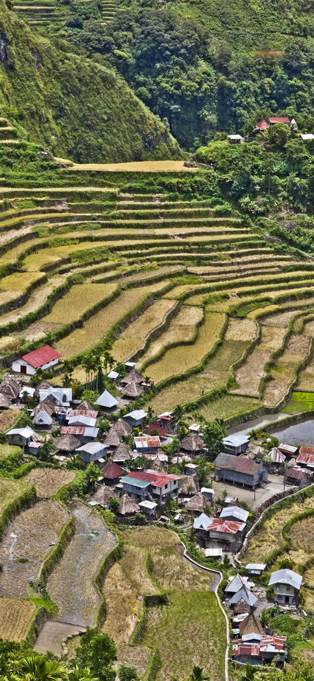 1125x2436 Rice Terraces of Vietnam - rice terraces of vietnam iPhone 11 Wallpaper