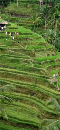 Rice Terraces of Vietnam wallpaper