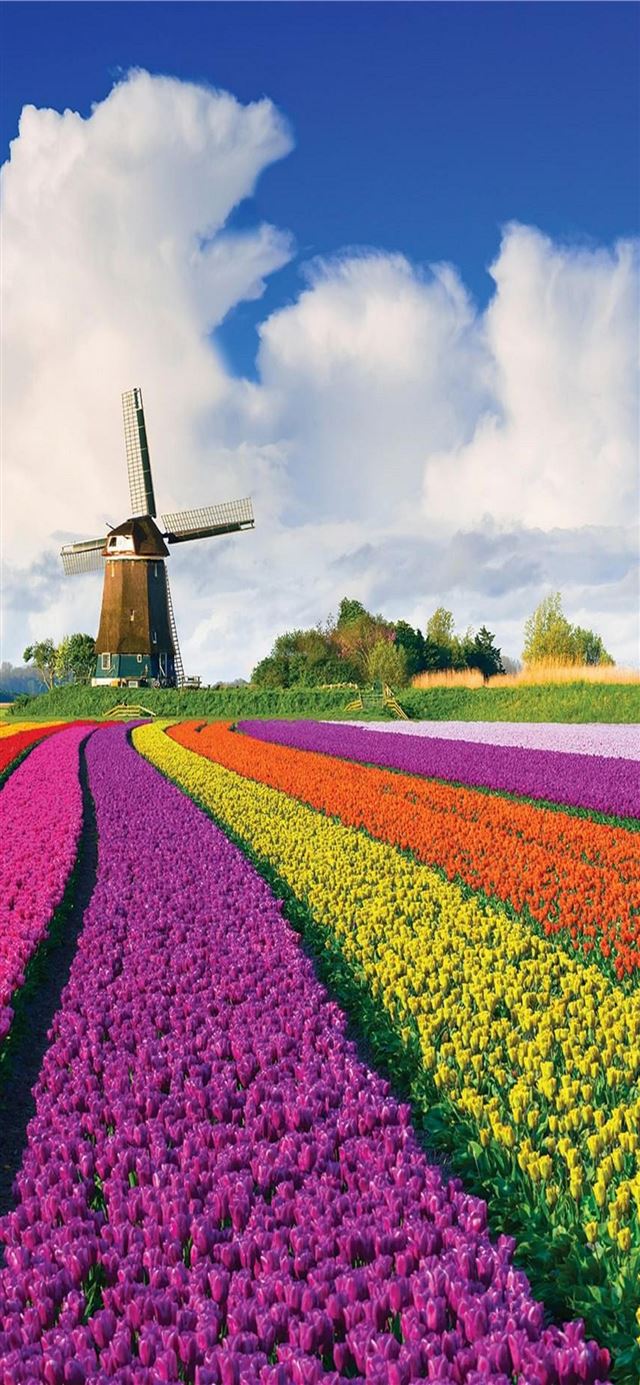 1125x2436 Tulip Fields of Netherlands - 100 most beautiful places to visit iPhone 11 Wallpaper