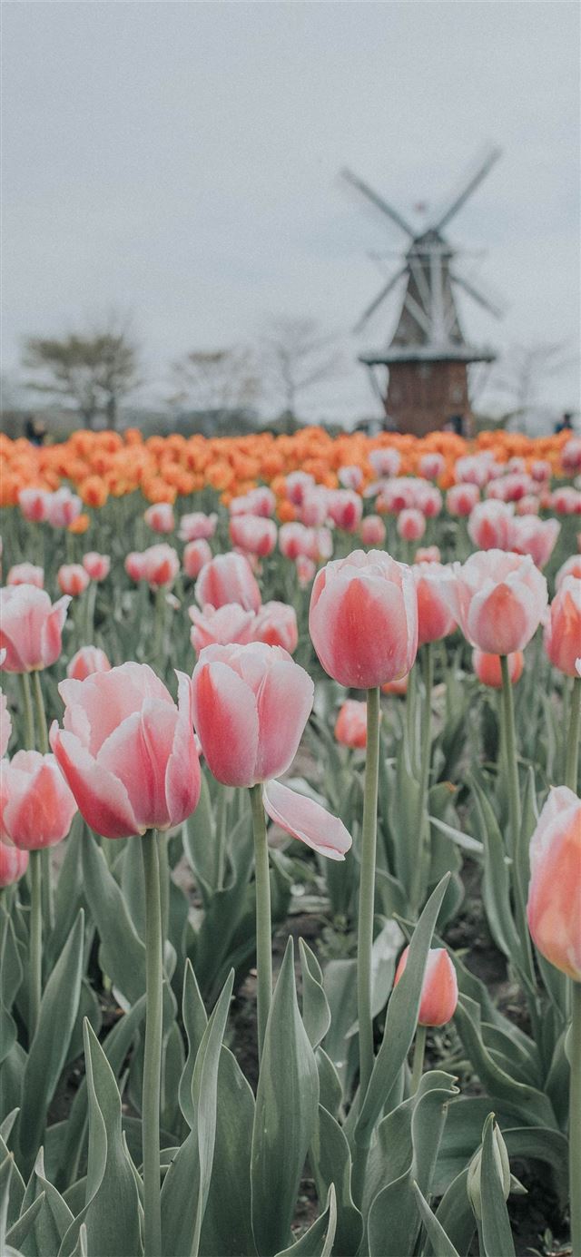 1125x2436 Tulip Fields of Netherlands - tulip fields of netherlands iPhone 11 Wallpaper