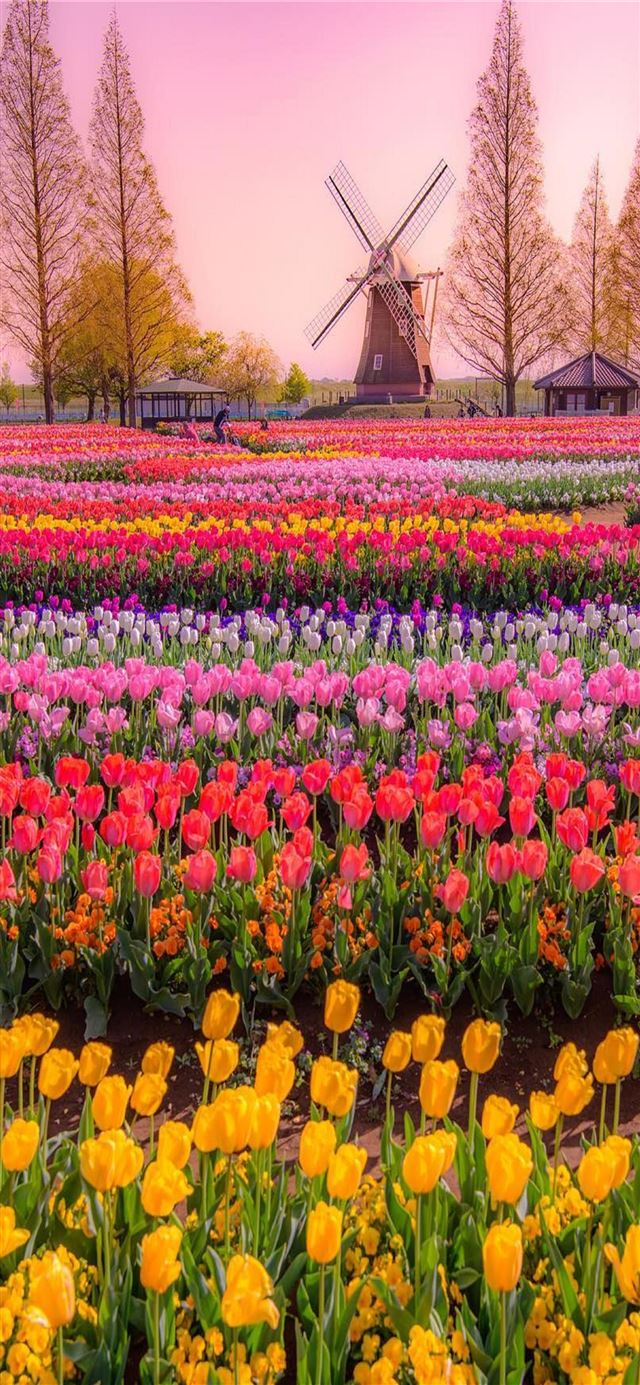 1125x2436 Tulip Fields of Netherlands - 100 most beautiful places to visit iPhone 11 Wallpaper