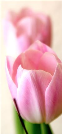 Tulip Fields of Netherlands wallpaper