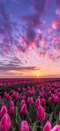 Tulip Fields of Netherlands iPhone 11 wallpaper