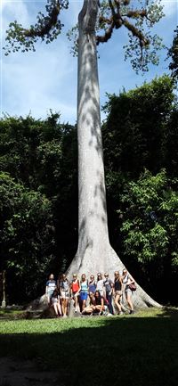La Ceiba the national tree of Guatemala JungleAdve... wallpaper
