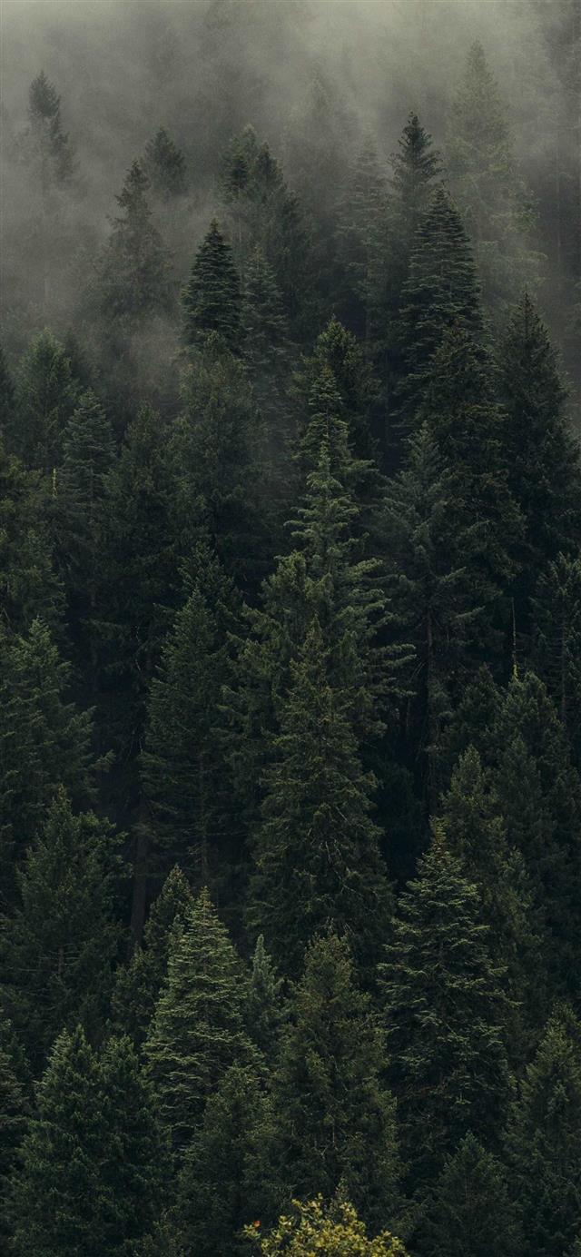 1125x2436 Stone Forest -  iPhone 11 Wallpaper