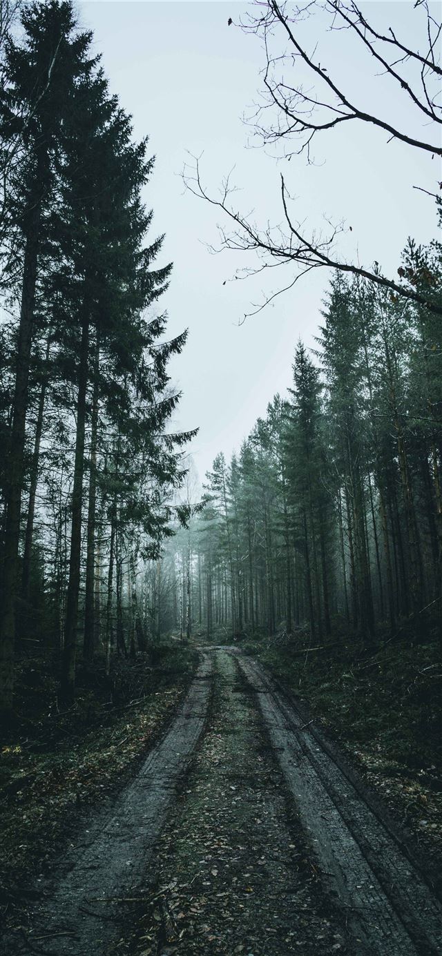 1125x2436 Stone Forest - china iPhone 11 Wallpaper