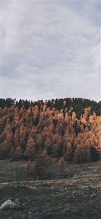 Stone Forest wallpaper