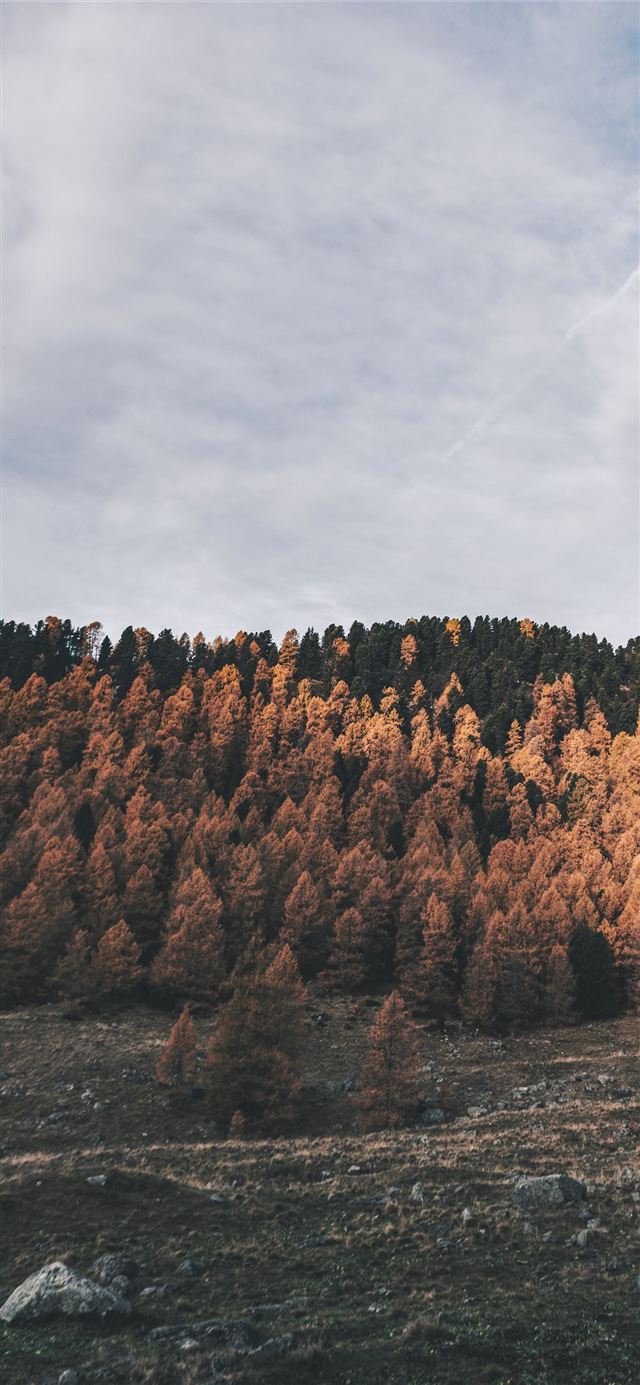 1125x2436 Stone Forest - china iPhone 11 Wallpaper
