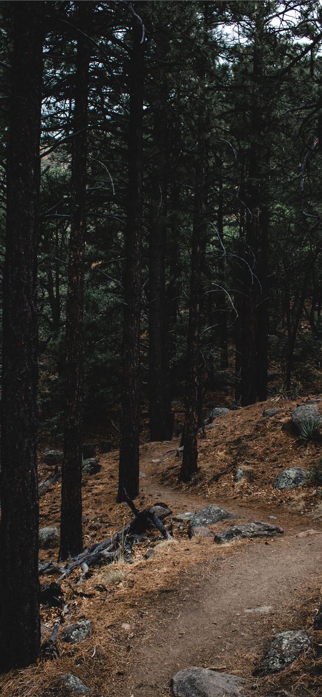 1125x2436 Stone Forest - china iPhone 11 Wallpaper