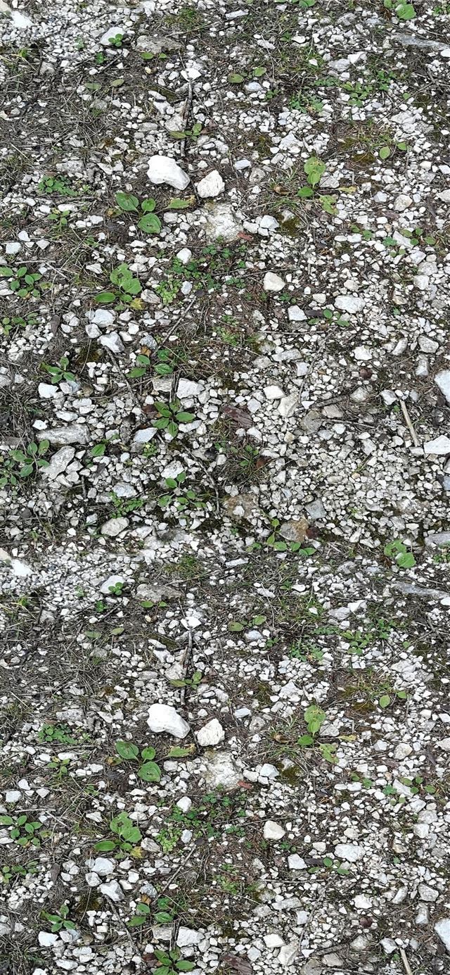 1125x2436 Stone Forest - yunnan province iPhone 11 Wallpaper