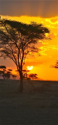 Best Serengeti iPhone 11 HD Wallpapers - iLikeWallpaper