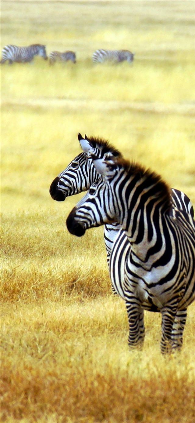 1125x2436 Serengeti - tanzania iPhone 11 Wallpaper