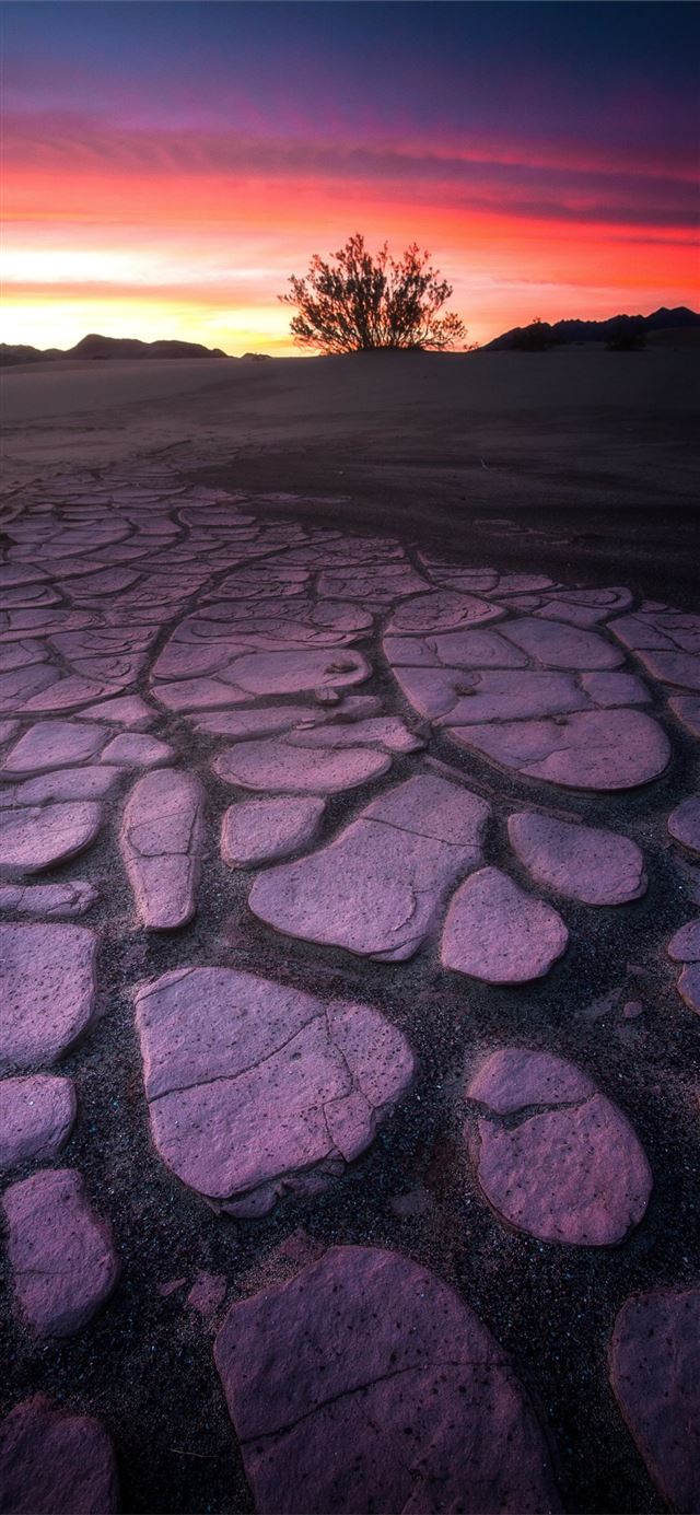 1125x2436 Death Valley Mud Crack Lone Tree 4k Samsung Galaxy... - california iPhone 11 Wallpaper