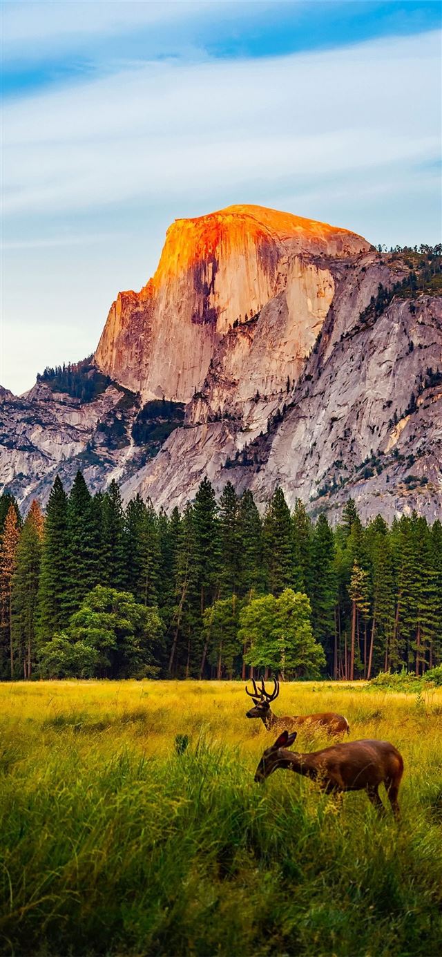 1125x2436 Yellowstone National Park - united states iPhone 11 Wallpaper