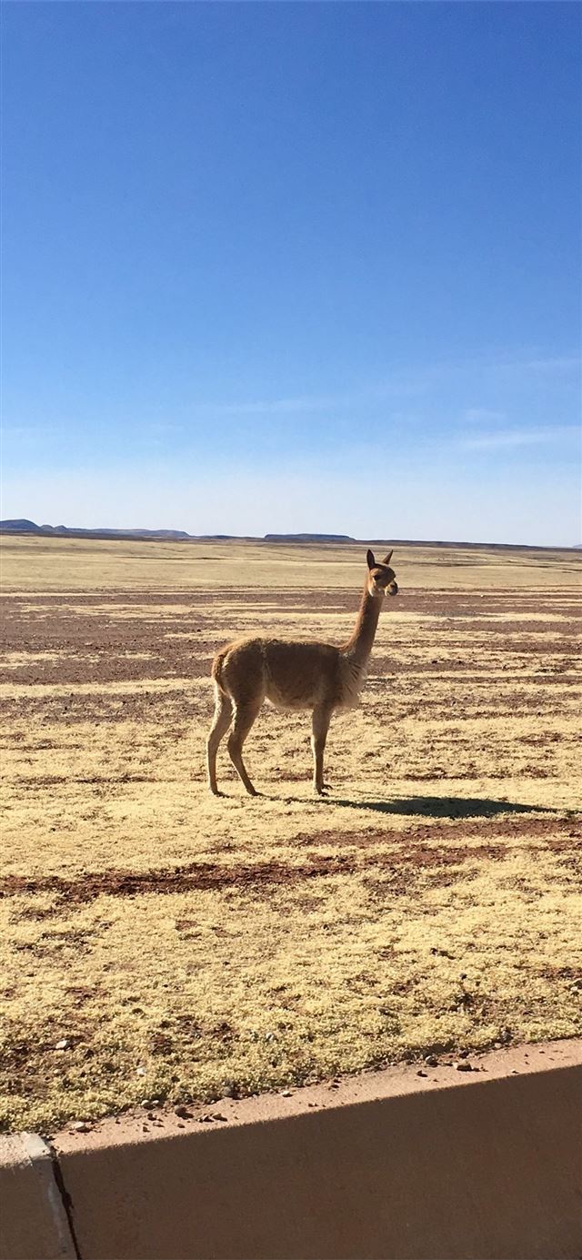 1125x2436 Dreams realized reaching the Salar de Uyuni – Wan... - bolivia iPhone 11 Wallpaper