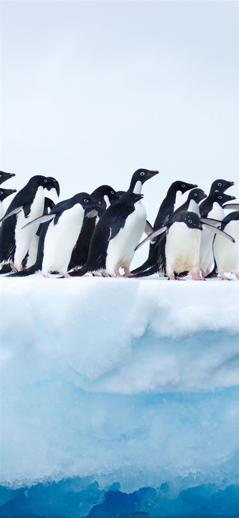 Penguins In Antarctica Sony Xperia X Xz Z5 Premium Iphone 11 Wallpapers Free Download