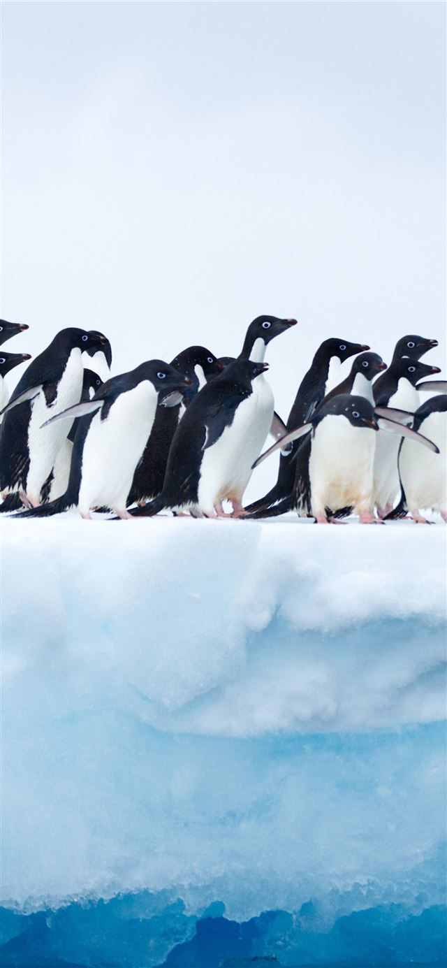1125x2436 Penguins In Antarctica Sony Xperia X XZ Z5 Premium... - 100 most beautiful places to visit iPhone 11 Wallpaper
