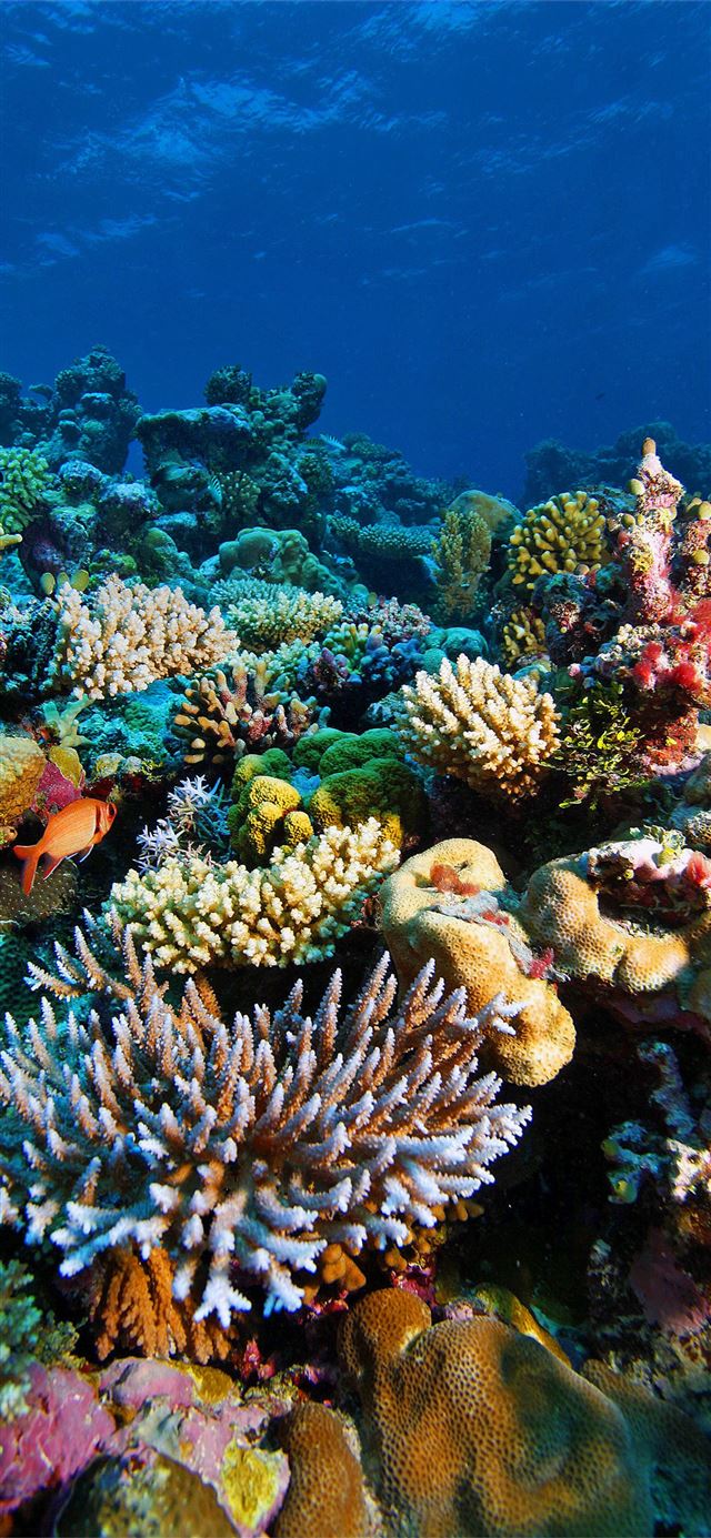 1125x2436 July 2014 on the Great Barrier Reef Mike Ball Dive... - great barrier reef iPhone 11 Wallpaper