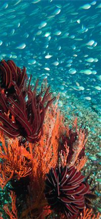 Dive into the Great Barrier Reef with Blue Dive  wallpaper