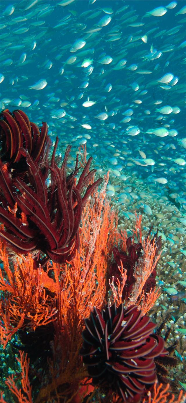 1125x2436 Dive into the Great Barrier Reef with Blue Dive  - great barrier reef iPhone 11 Wallpaper