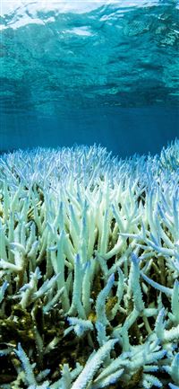 Great Barrier Reef wallpaper