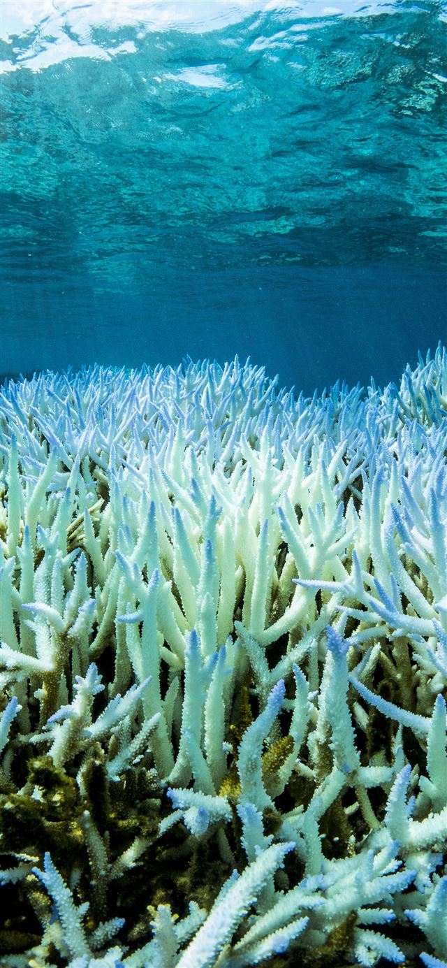 1125x2436 Great Barrier Reef - australia iPhone 11 Wallpaper