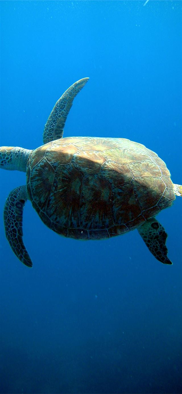1125x2436 Great Barrier Reef - great barrier reef iPhone 11 Wallpaper