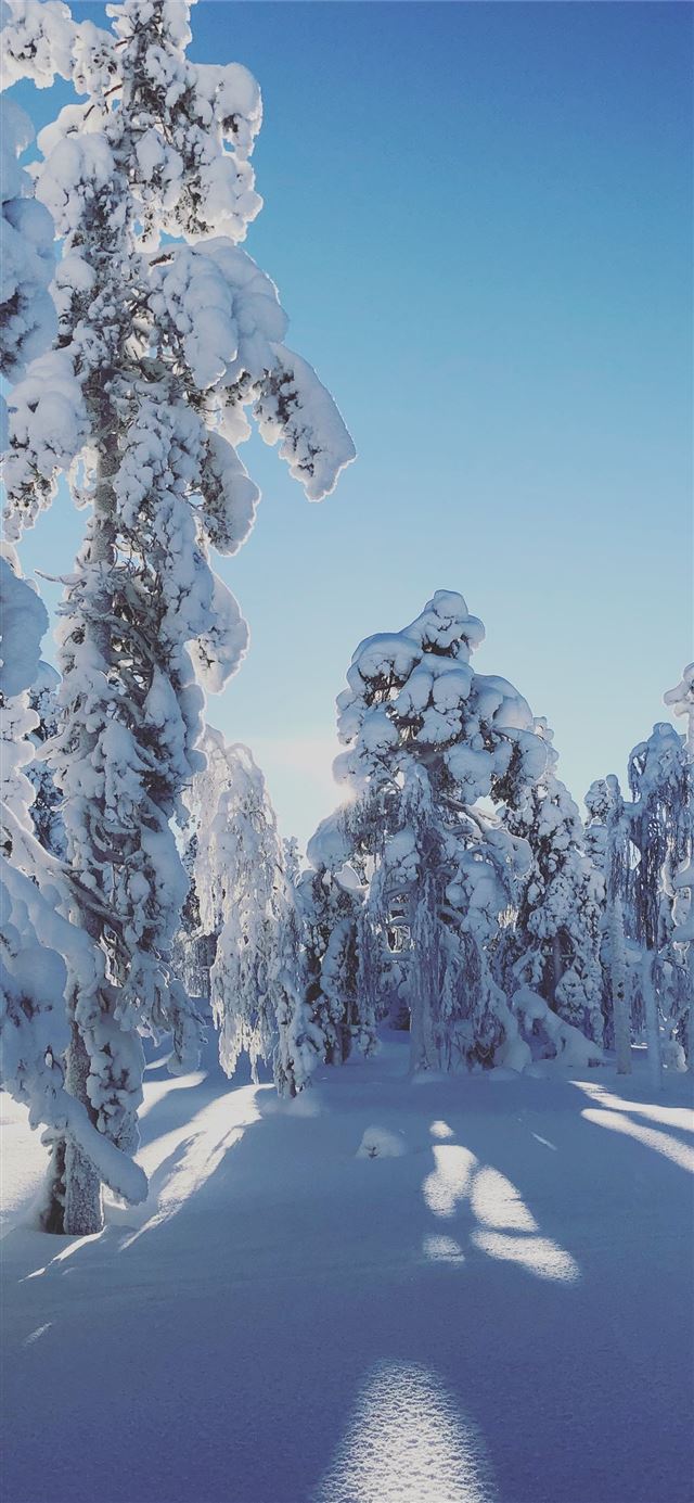 1125x2436 trees covered in snow - blue iPhone 11 Wallpaper