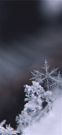 snow covered tree during daytime iPhone 11 wallpaper
