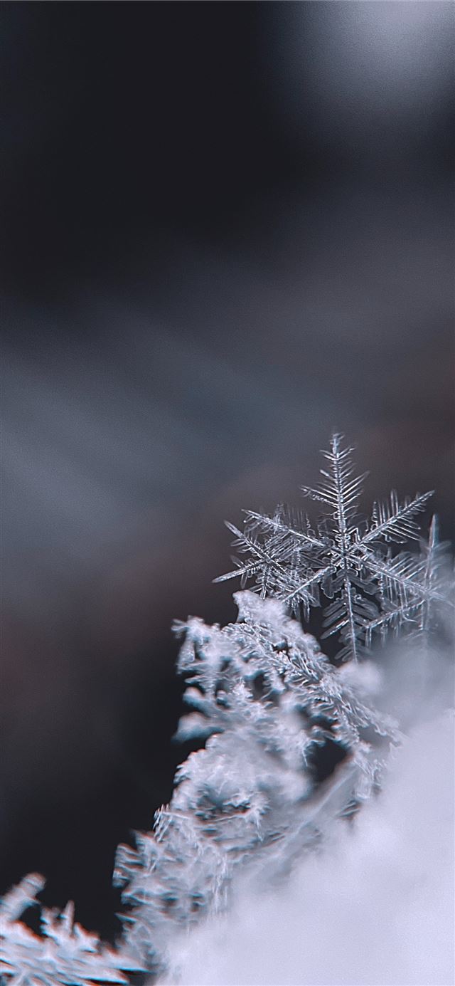 1125x2436 snow covered tree during daytime - winter iPhone 11 Wallpaper