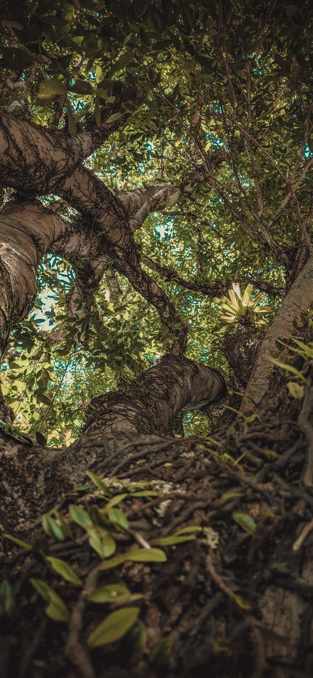1125x2436 vines crawling on tall green tree - brazil iPhone 11 Wallpaper