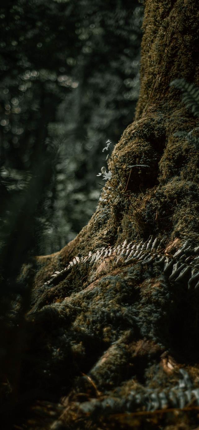 1125x2436 brown pine cone on brown tree trunk - seattle iPhone 11 Wallpaper