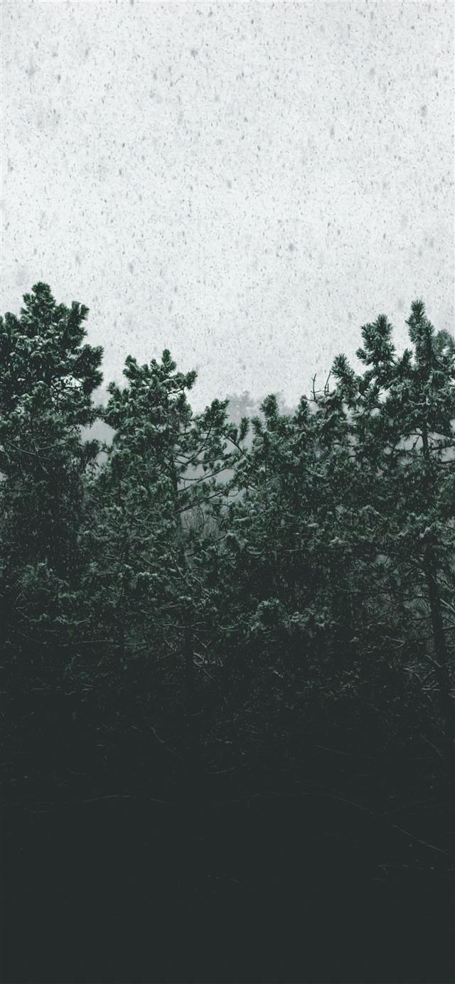 1125x2436 green leafed trees - grey iPhone 11 Wallpaper