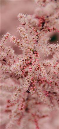 shallow focus photography of pink flower iPhone 11 wallpaper