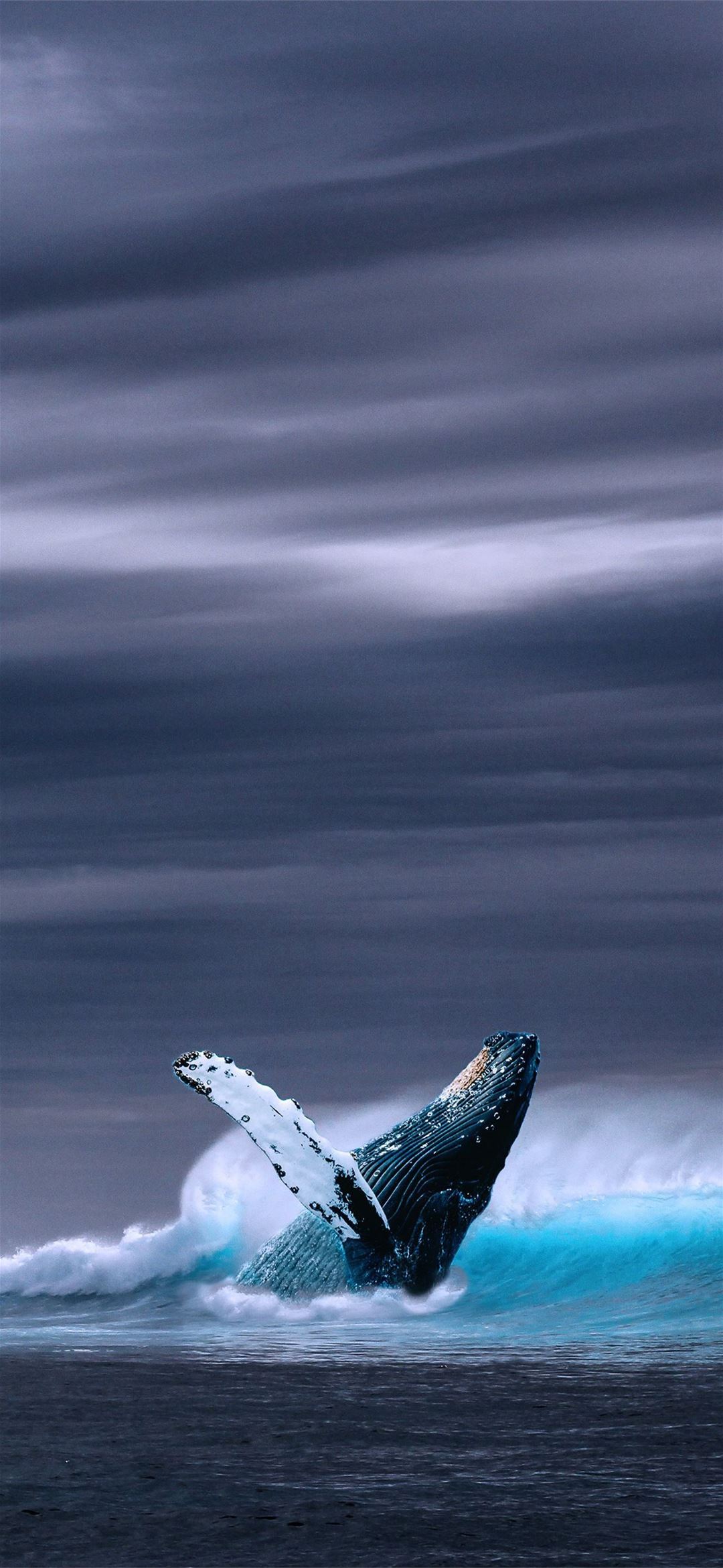 humpback whale iPhone Wallpapers Free Download