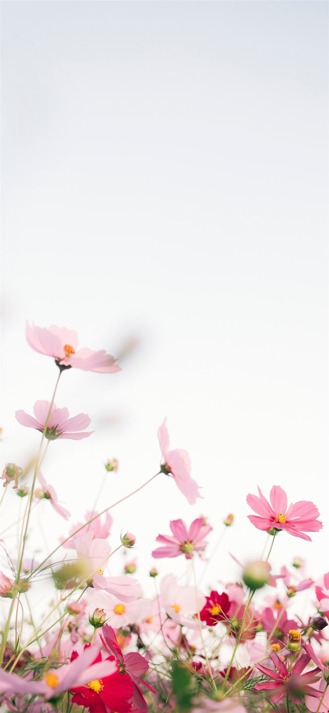 pink flowers with white background iPhone Wallpapers Free Download