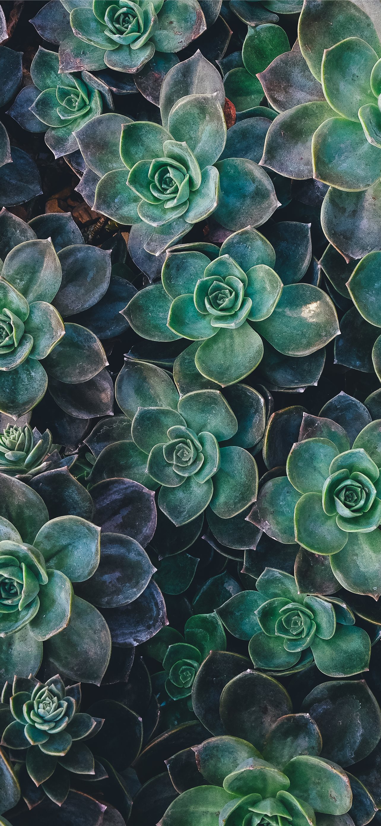 top view of green succulent plants iPhone 12 Wallpapers Free Download