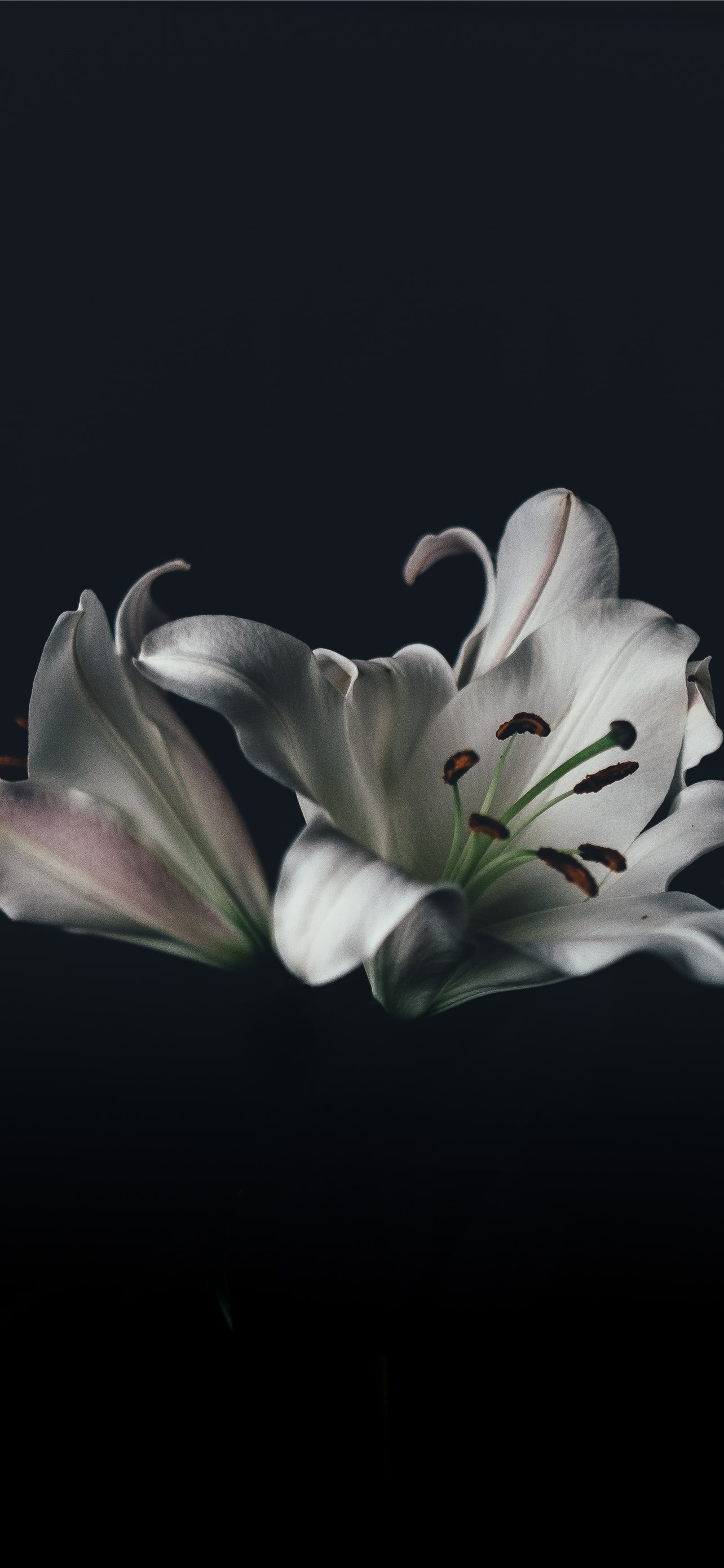 100+ Lily Pictures | Download Free Images on Unsplash