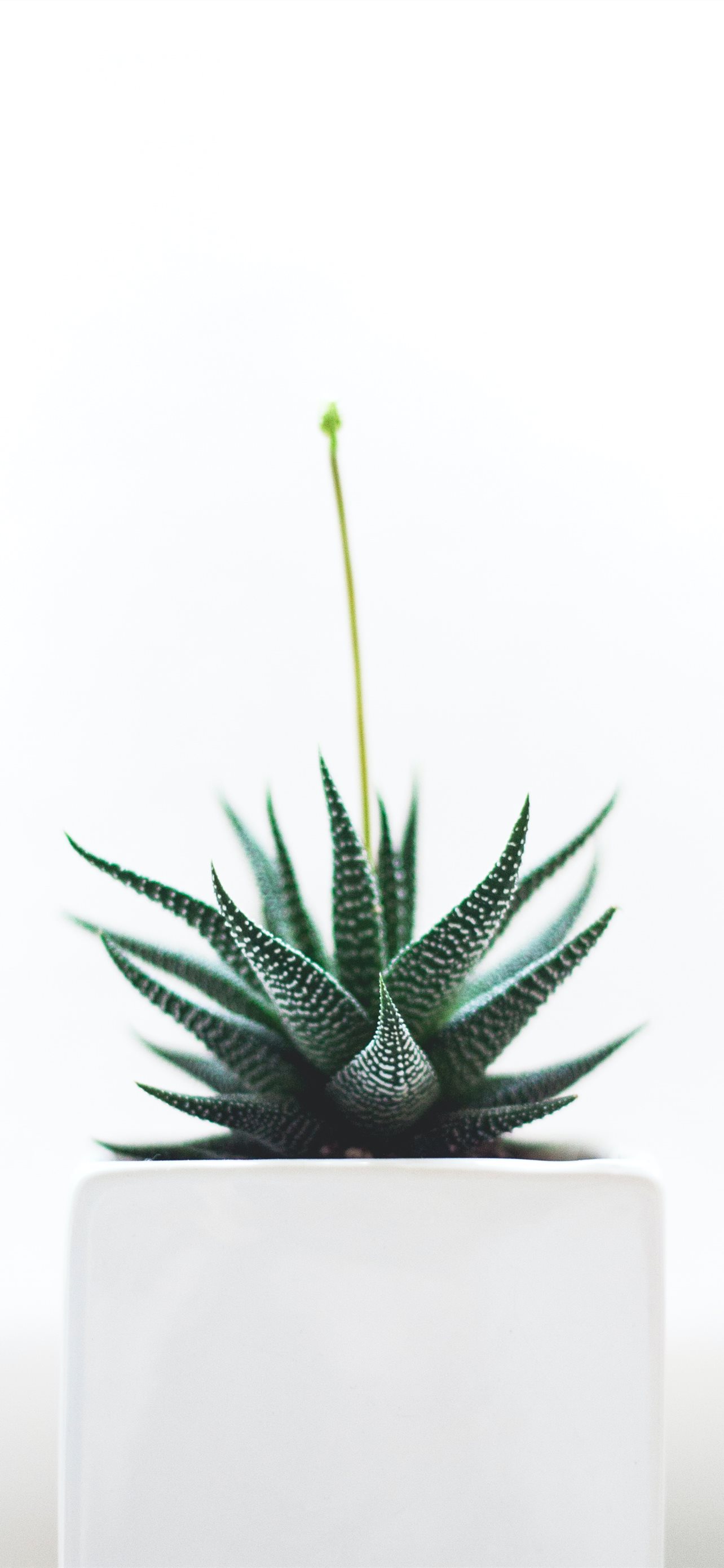 Aloe Vera plant on white vase iPhone 12 Wallpapers Free Download
