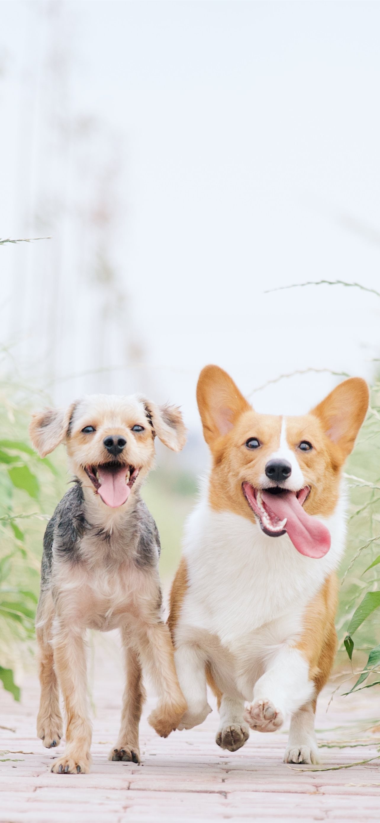 Wallpaper background lockscreen iPhone dogs corgi  Beautiful dogs Cute  dogs breeds Animals