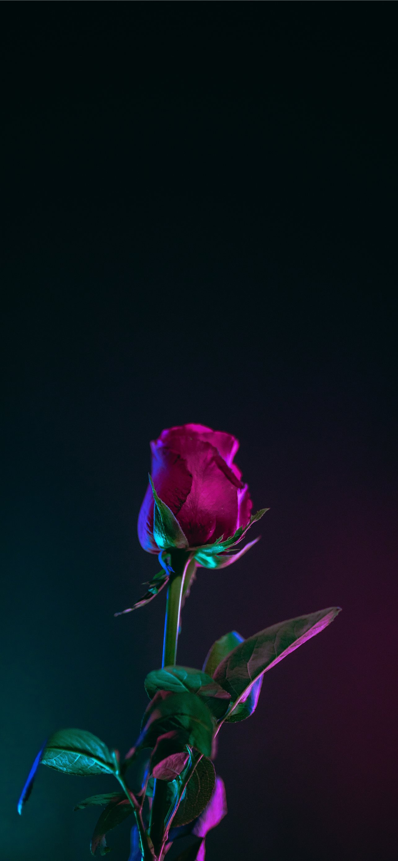 Red Rose Aesthetic Wallpapers  Wallpaper Cave
