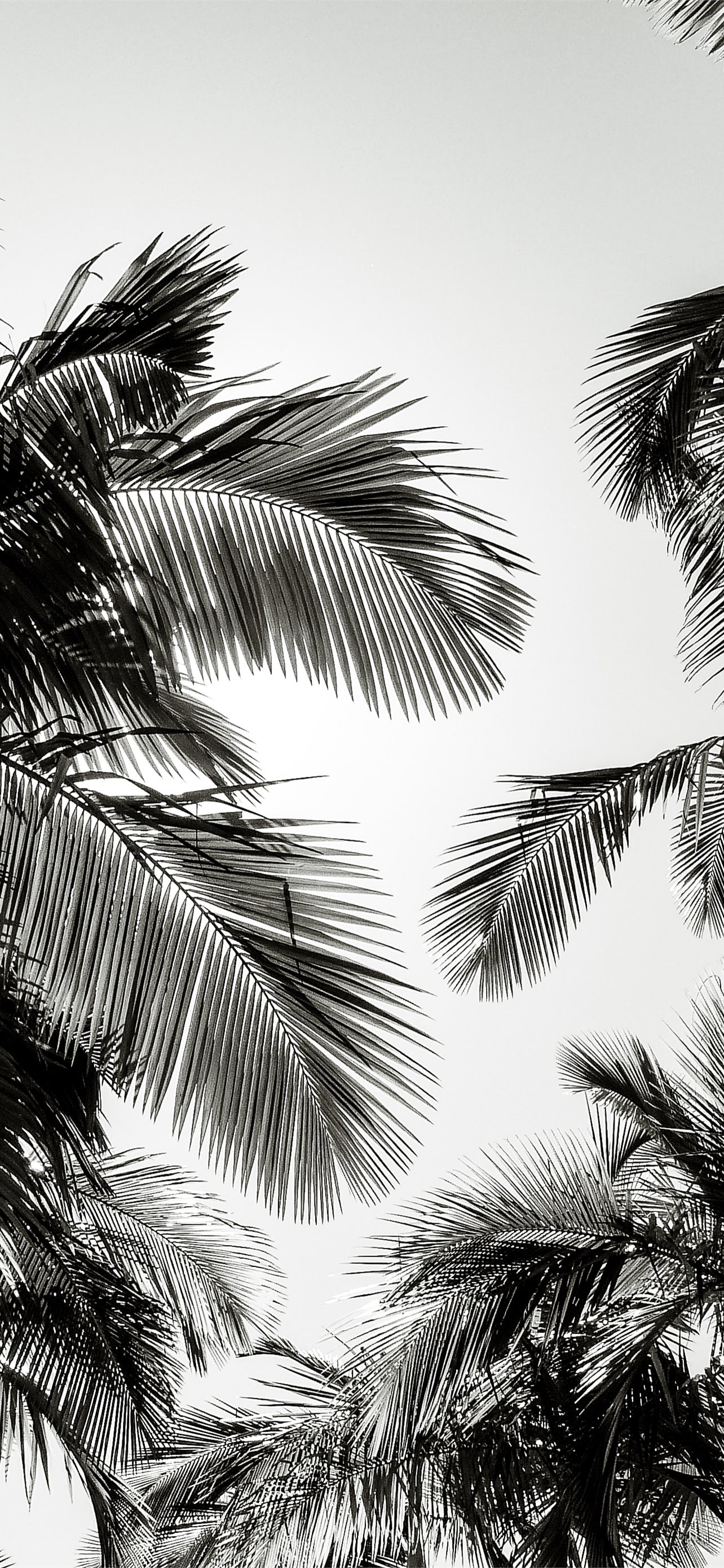 508329 black and white light morning palm tree sun flare 4k  Rare  Gallery HD Wallpapers