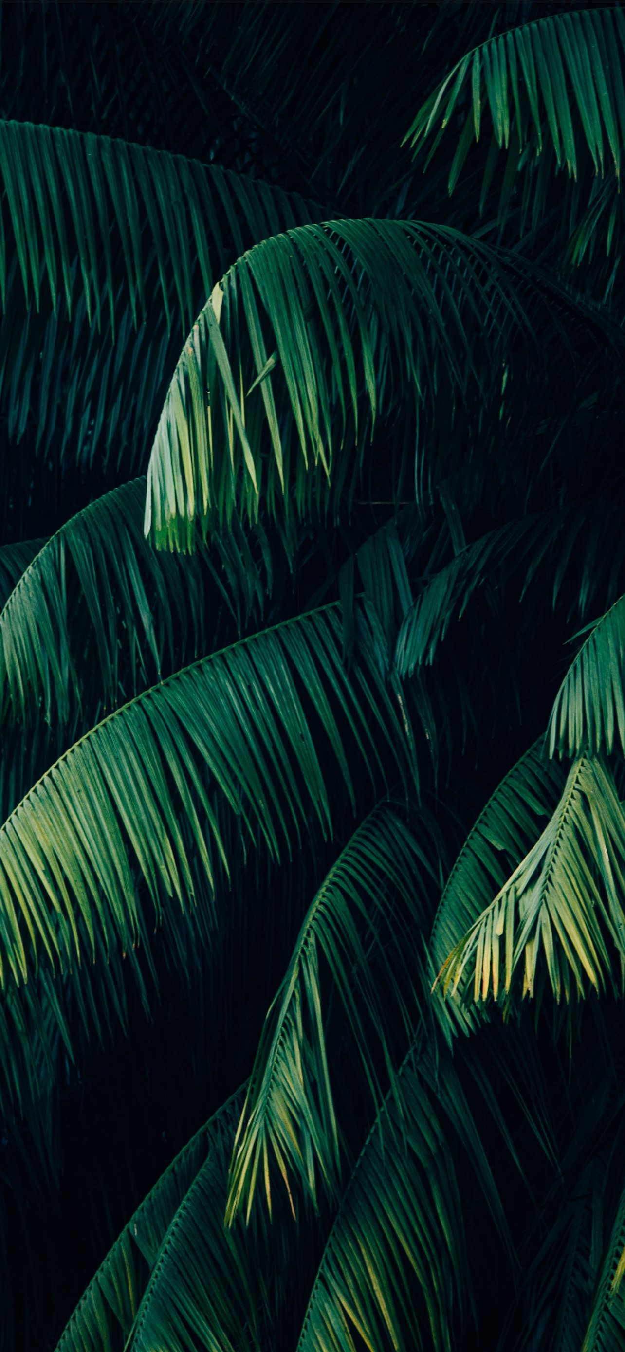 palm trees iPhone 12 Wallpapers Free Download