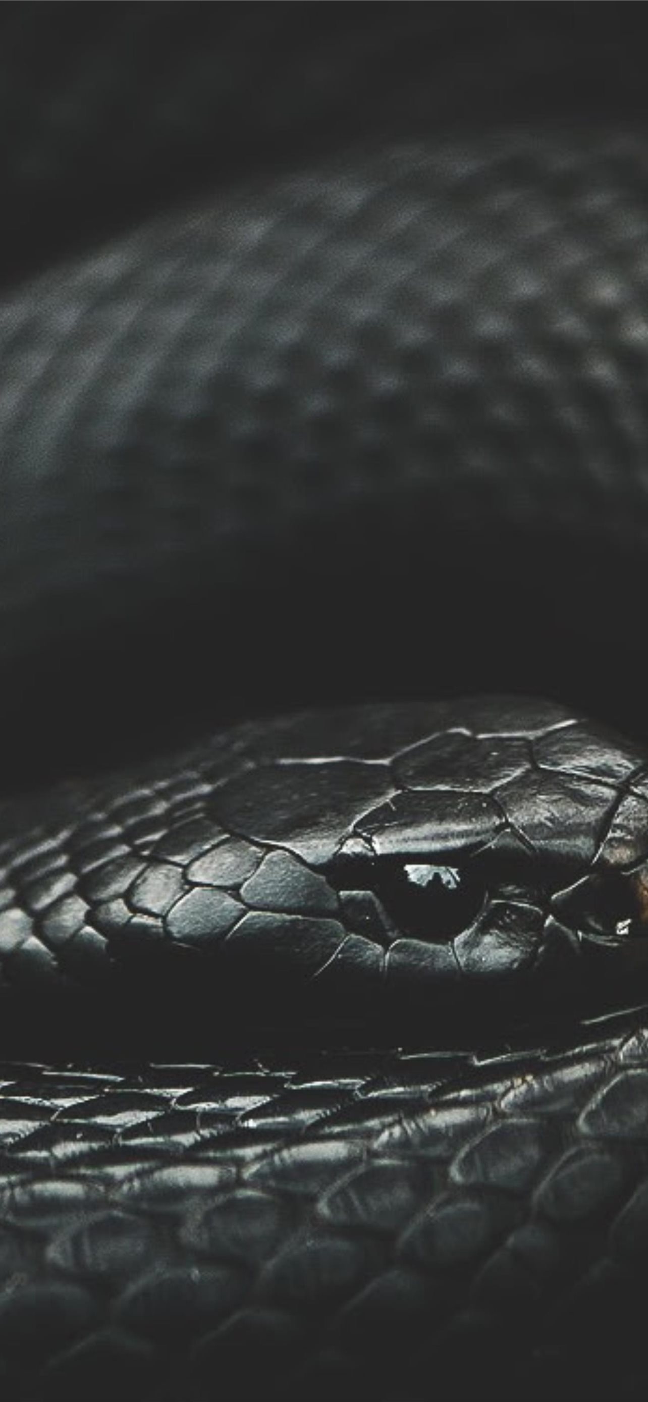 Snake iPhone Wallpapers  iPhone Wallpapers