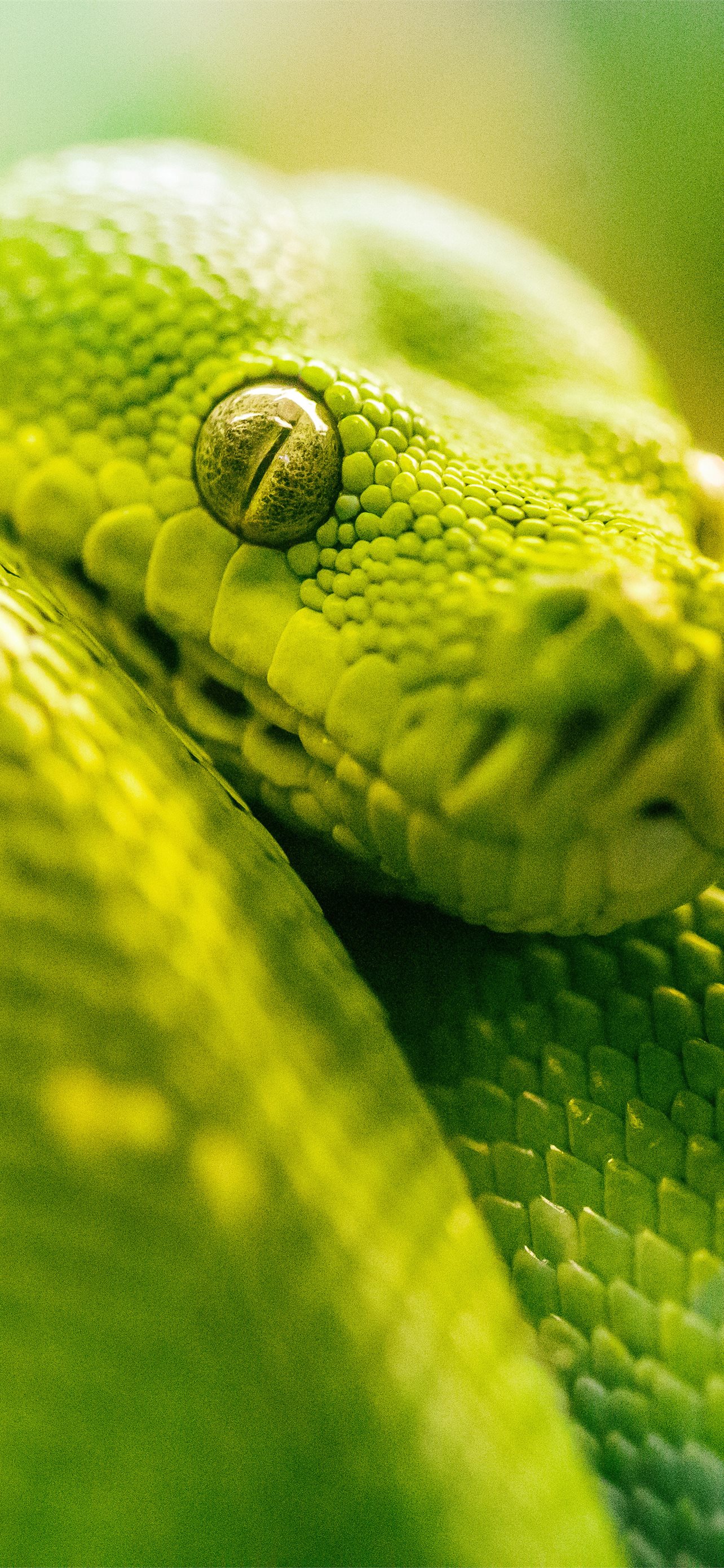 HD Snake WallpapersAmazoncomAppstore for Android