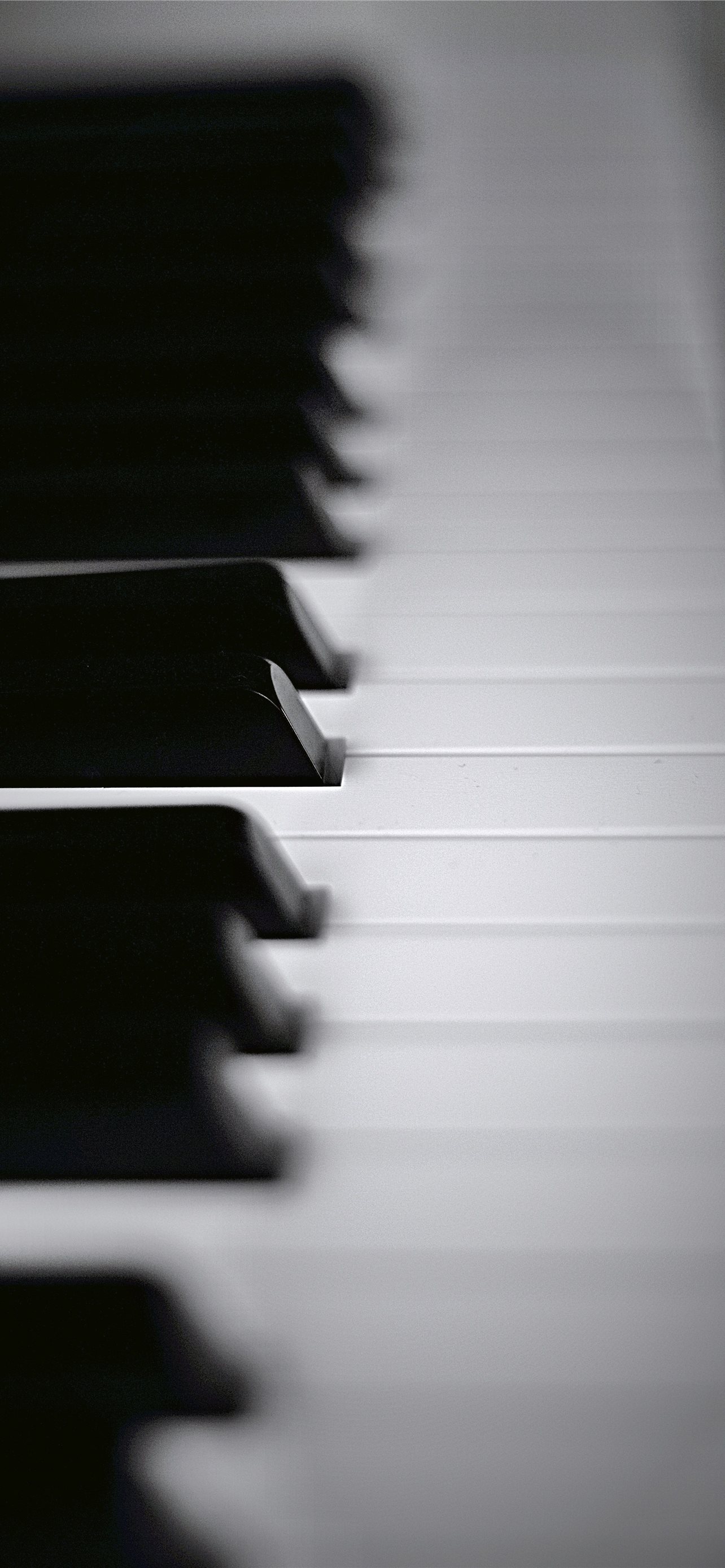 Cool Piano Keys On Dog Iphone Wallpapers Free Download