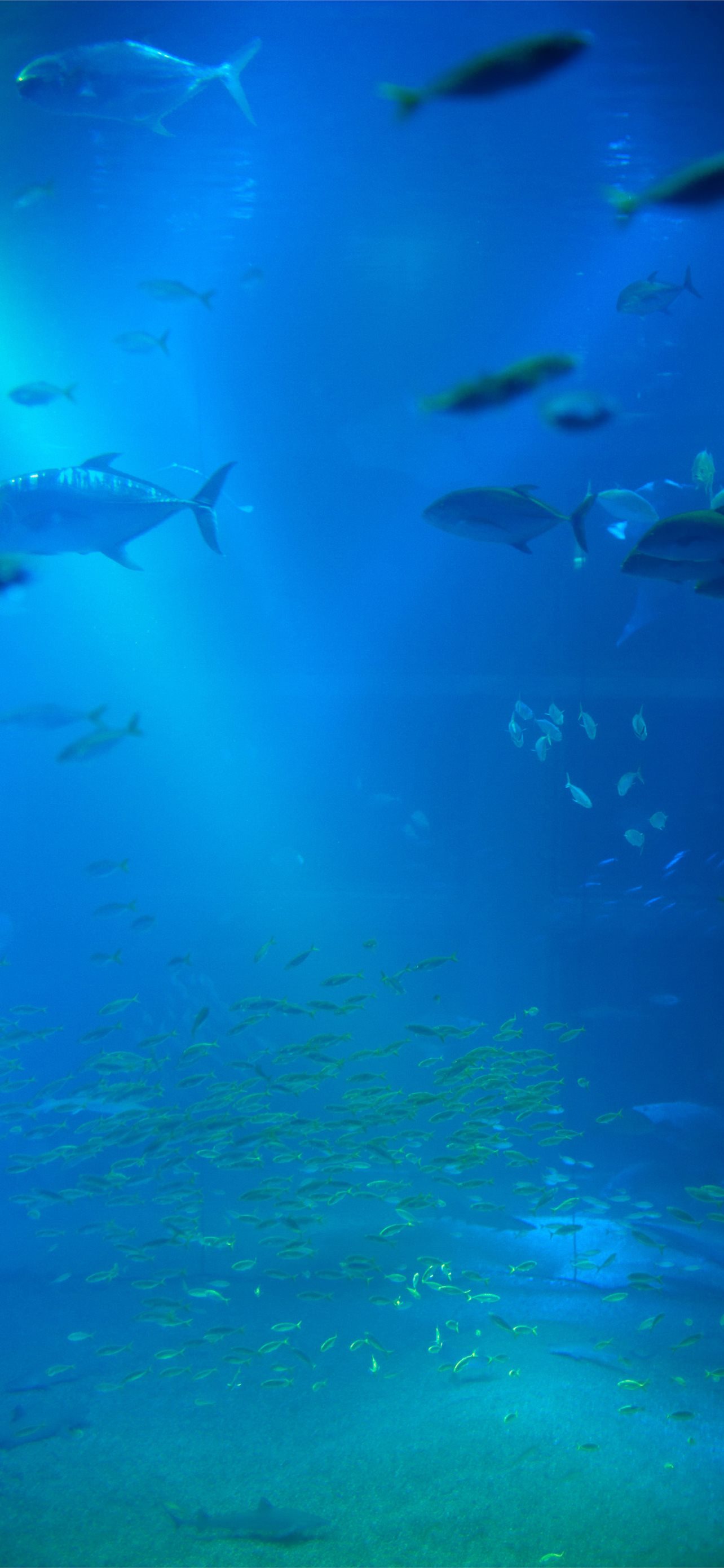 3D Aquarium Background Tank Backdrop Static Cling Wallpaper Sticker 61x30cm   Giá Tiki khuyến mãi 167000đ  Mua ngay  Tư vấn mua sắm  tiêu dùng  trực tuyến Bigomart