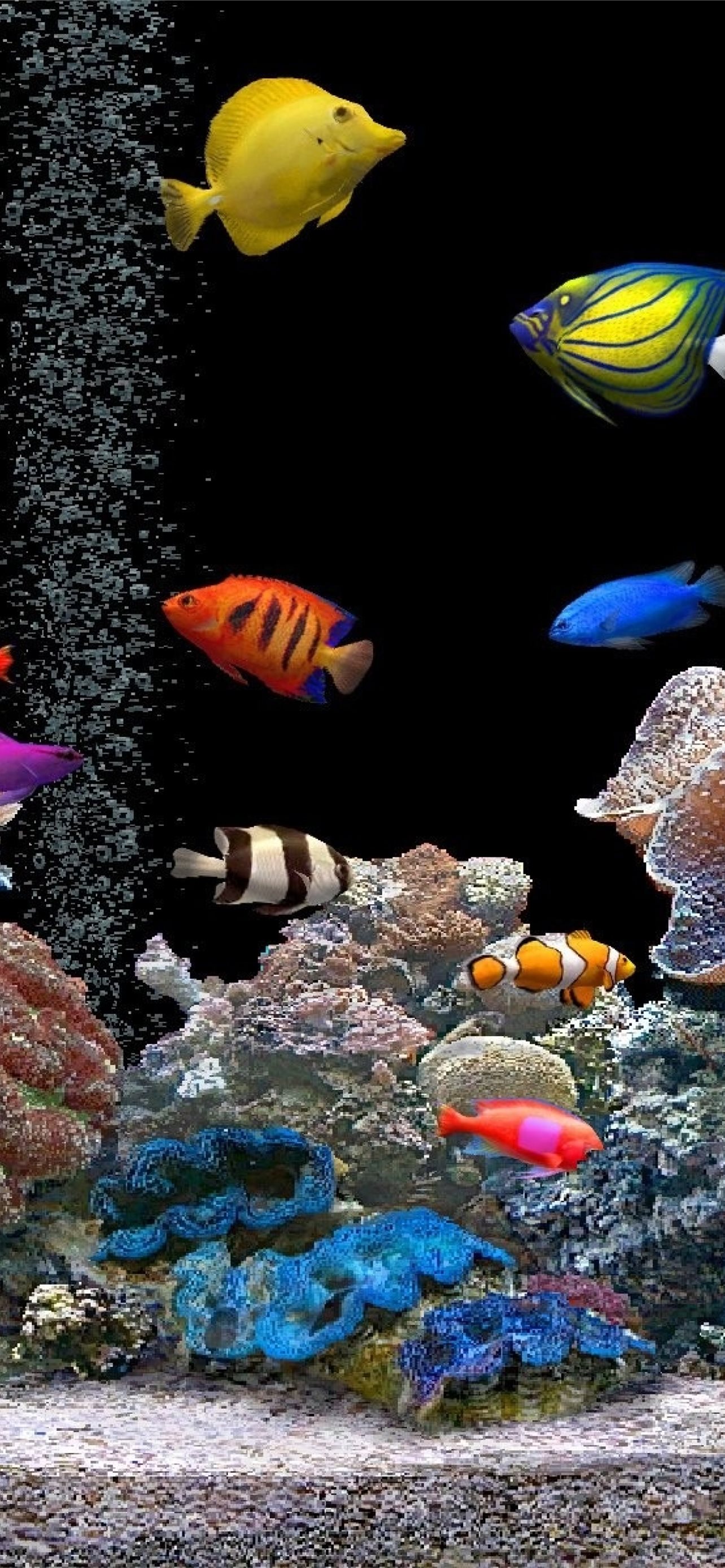 750 Aquarium Pictures HD  Download Free Images on Unsplash