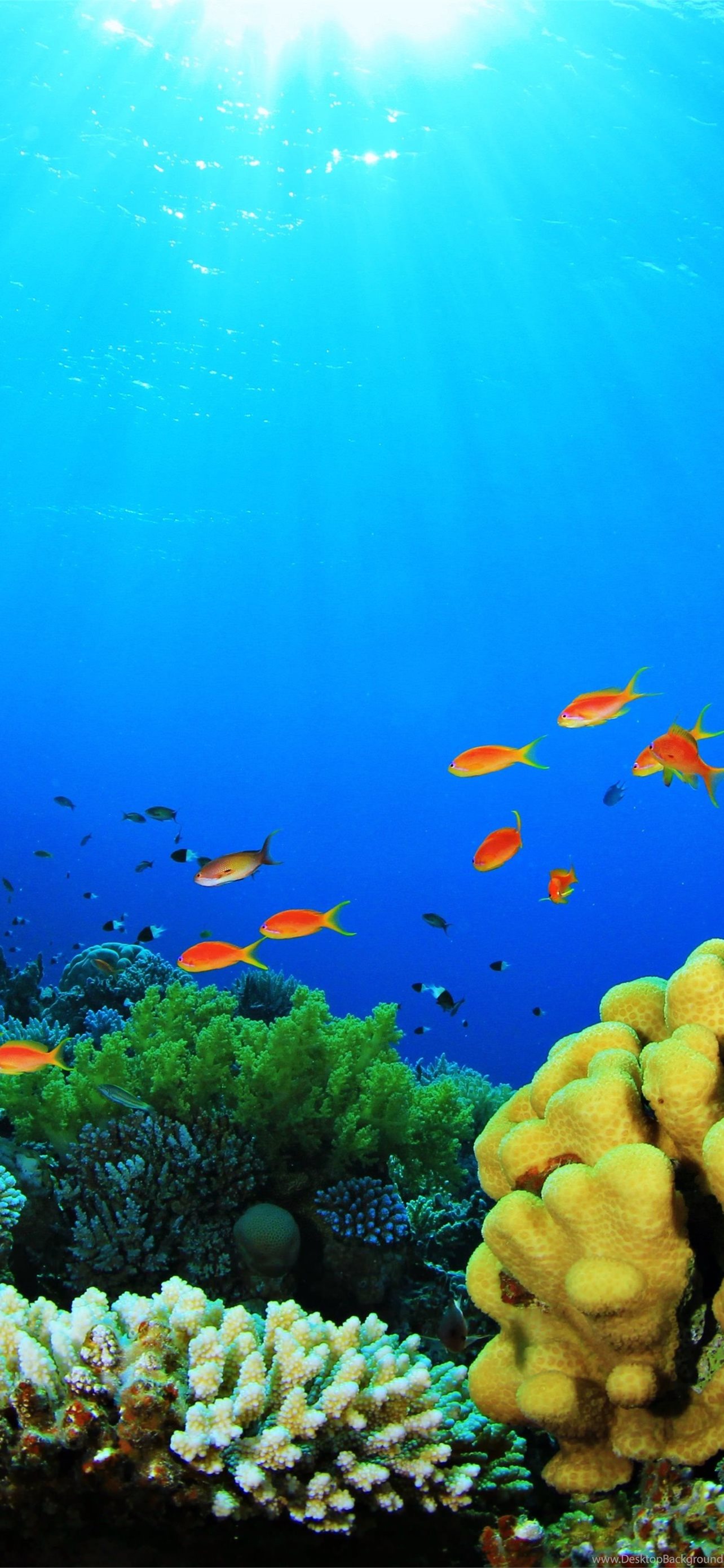 Fish Aquarium Desktop Background iPhone wallpaper 
